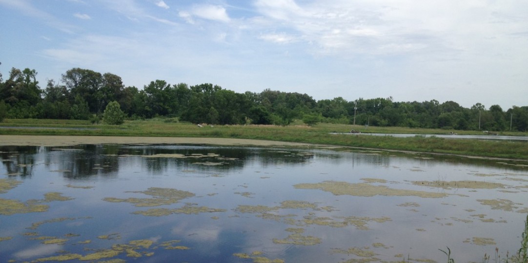 Hernando Lagoon Reclamation